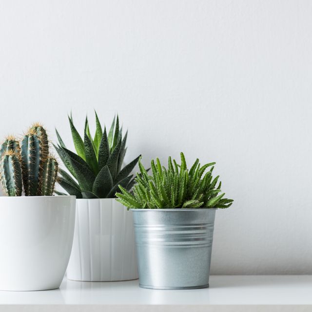 More About Artificial Indoor Plants