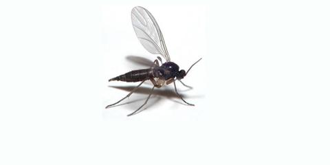 How To Keep Bugs Out Of Your Home?