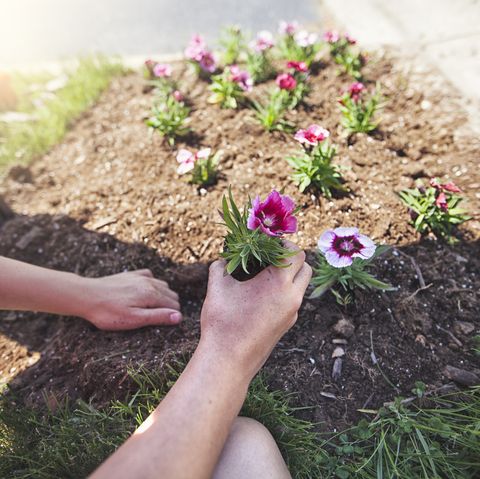Gardening Tips That Every Expert Would Tell You To Follow